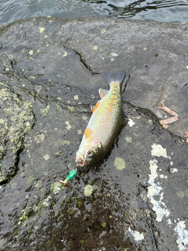 ニジマスの釣果