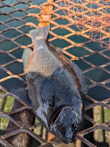 メジナの釣果