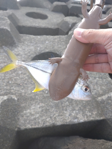 メッキの釣果