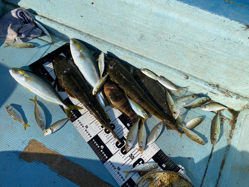 マゴチの釣果