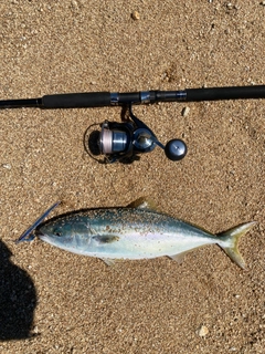 ヤズの釣果