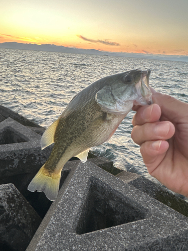 ブラックバスの釣果