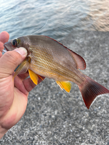 オキフエダイの釣果