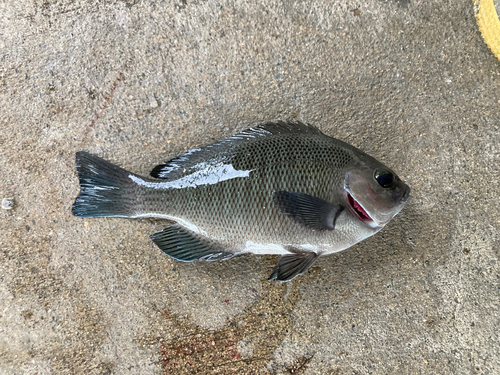 グレの釣果