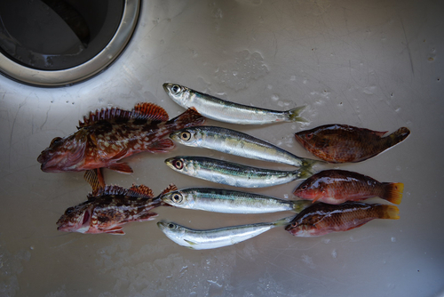 カサゴの釣果