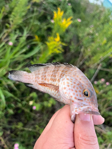 オオモンハタの釣果