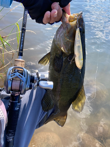 スモールマウスバスの釣果