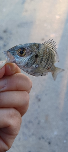 ヨコシマクロダイの釣果