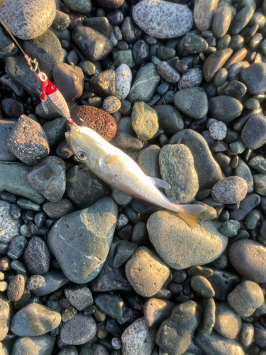 シロサバフグの釣果