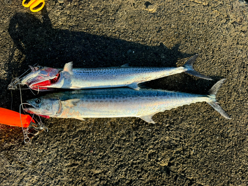 サワラの釣果