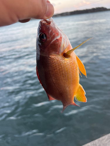 オキフエダイの釣果