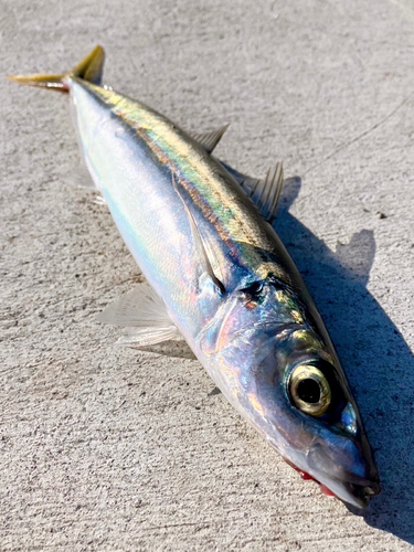 ムロアジの釣果