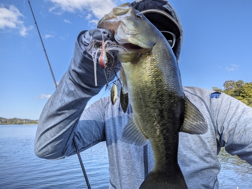 ブラックバスの釣果