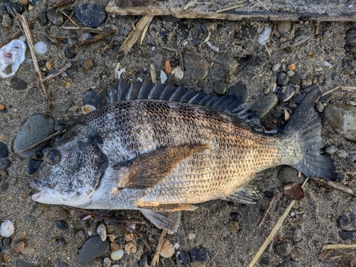 クロダイの釣果