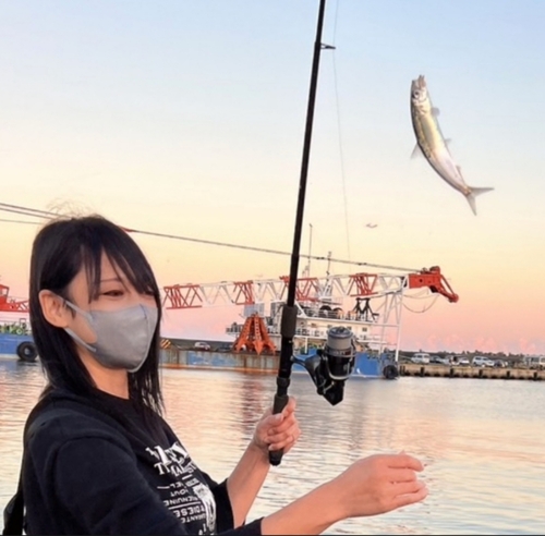 イワシの釣果