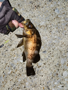 メバルの釣果