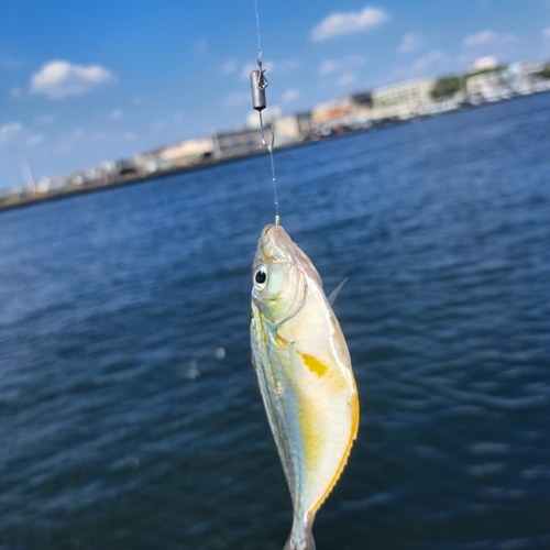 ヒイラギの釣果