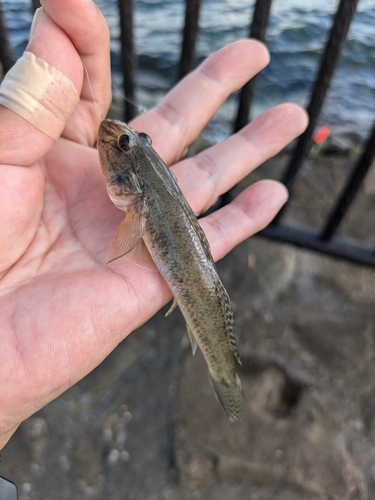 マハゼの釣果