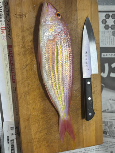 イトヨリダイの釣果