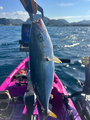 イナダの釣果