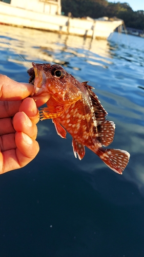 アラカブの釣果