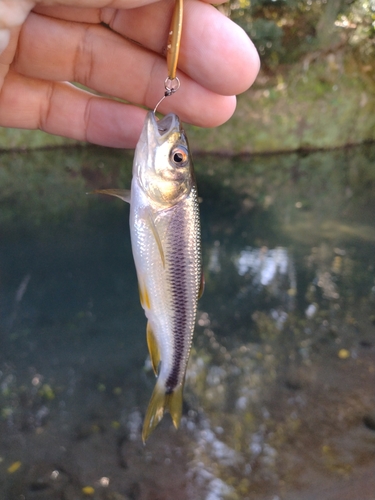 カワムツの釣果