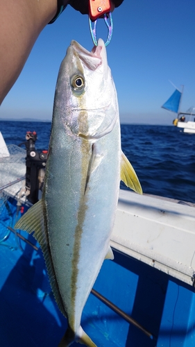 ヤズの釣果