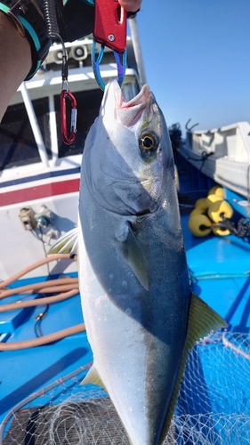 ヒラマサの釣果