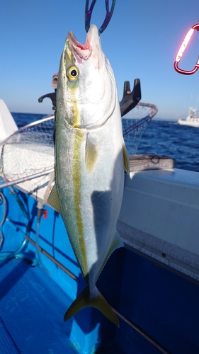 ヤズの釣果