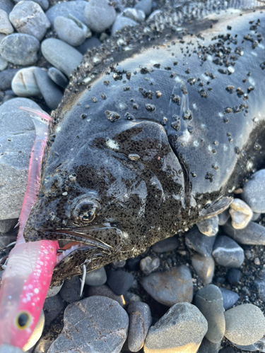 ソゲの釣果