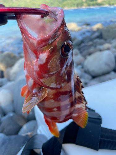 アカハタの釣果