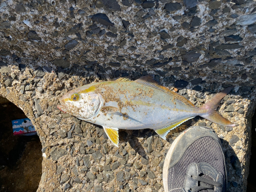 ネリゴの釣果