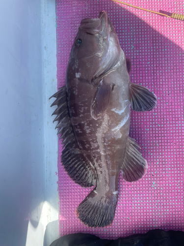 マハタの釣果