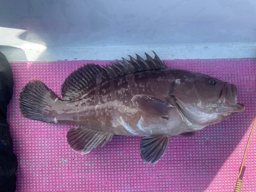 マハタの釣果