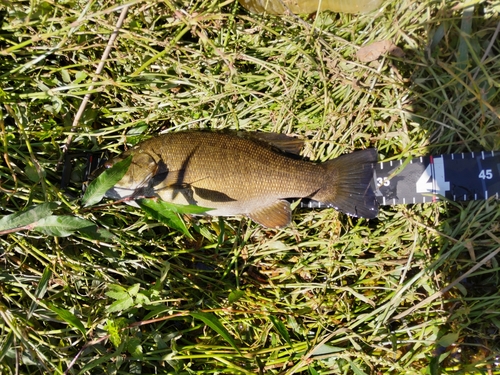 スモールマウスバスの釣果