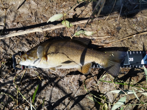 スモールマウスバスの釣果