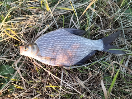 ダントウボウの釣果