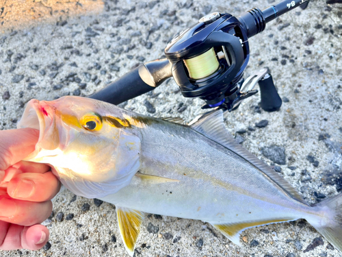 ネリゴの釣果