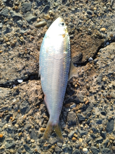 コノシロの釣果