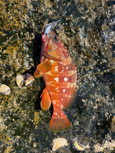 アカハタの釣果