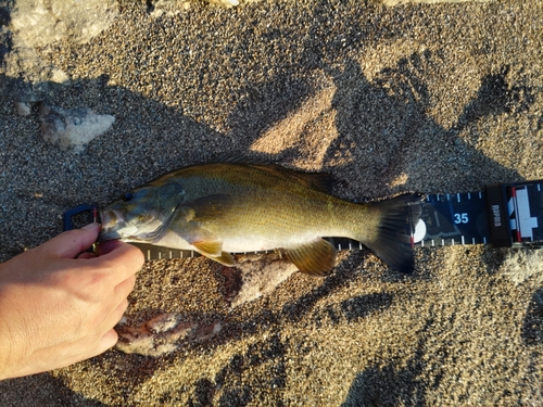 スモールマウスバスの釣果