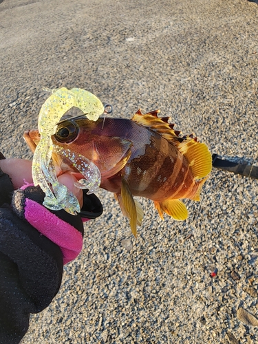 アカハタの釣果