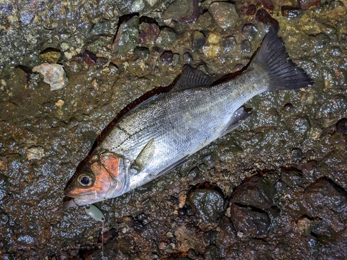 セイゴ（マルスズキ）の釣果