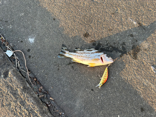 コトヒキの釣果