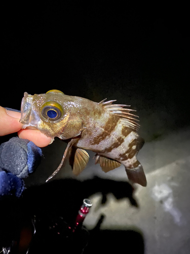 シロメバルの釣果