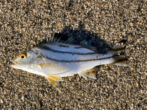 コトヒキの釣果