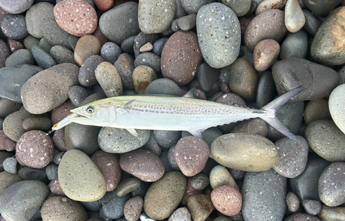 サゴシの釣果