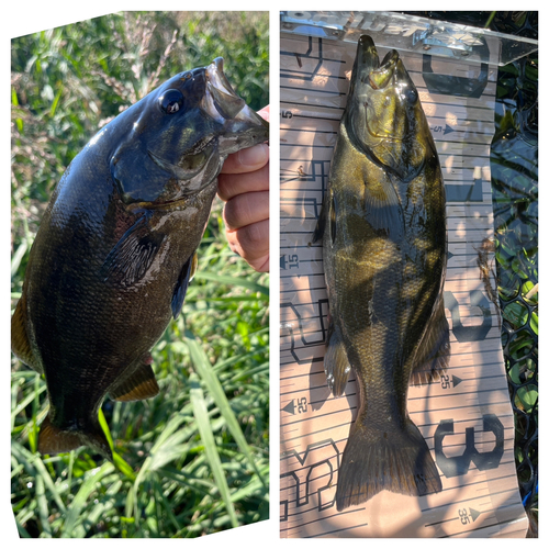 スモールマウスバスの釣果