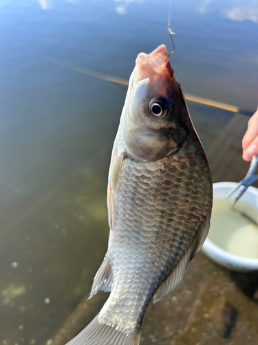 マブナの釣果