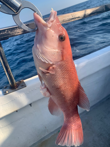 コブダイの釣果